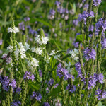 Verbena hastata Blue Vervain