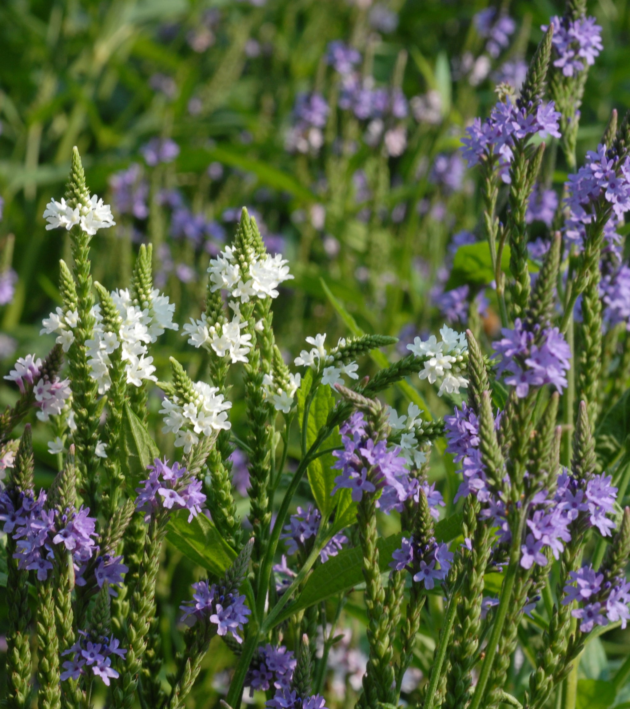 Verbena hastata Blue Vervain