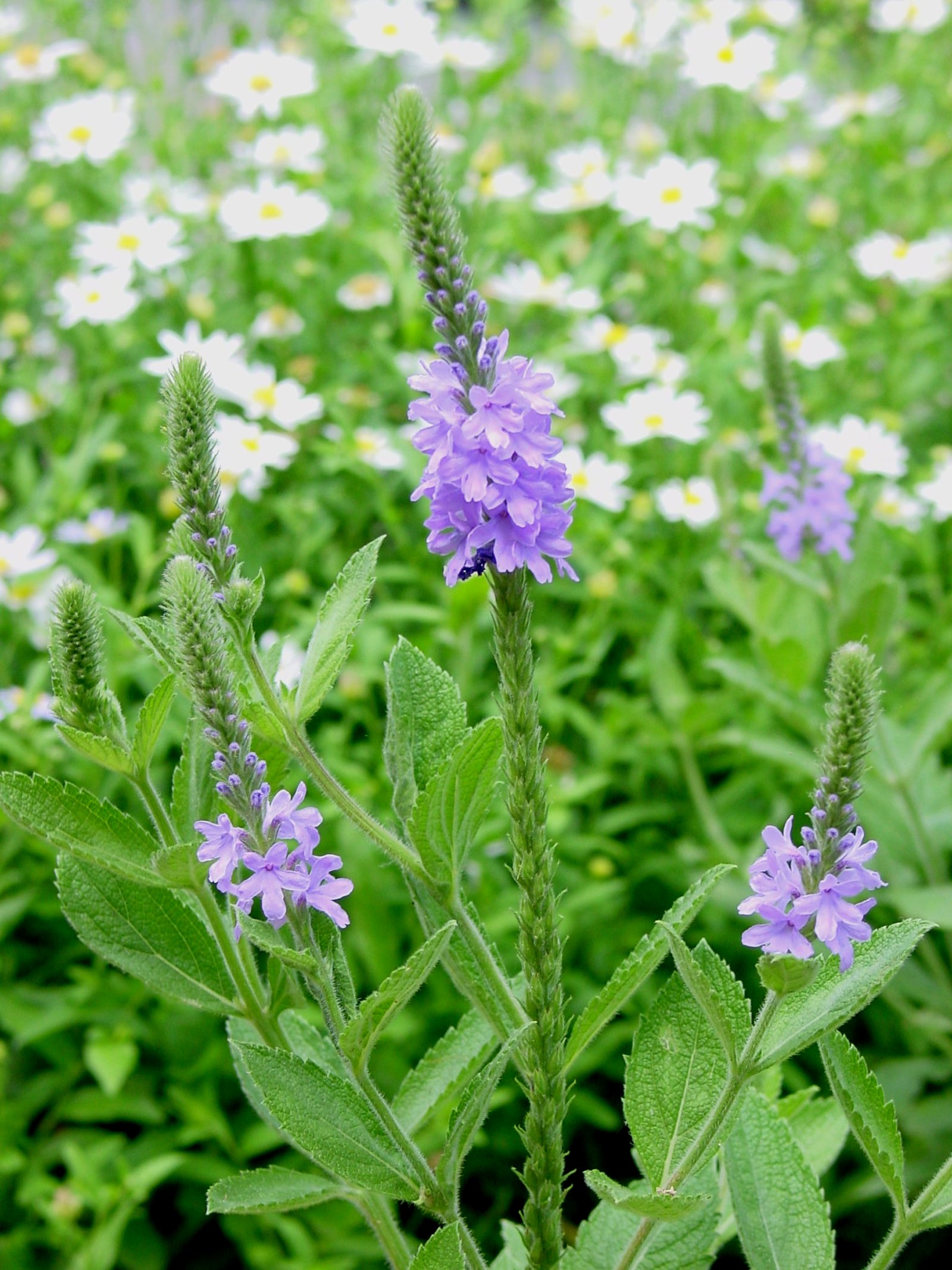 Verbena stricta Hoary Vervain