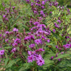 Vernonia noveboracensis New York Ironweed