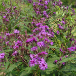 Vernonia noveboracensis New York Ironweed