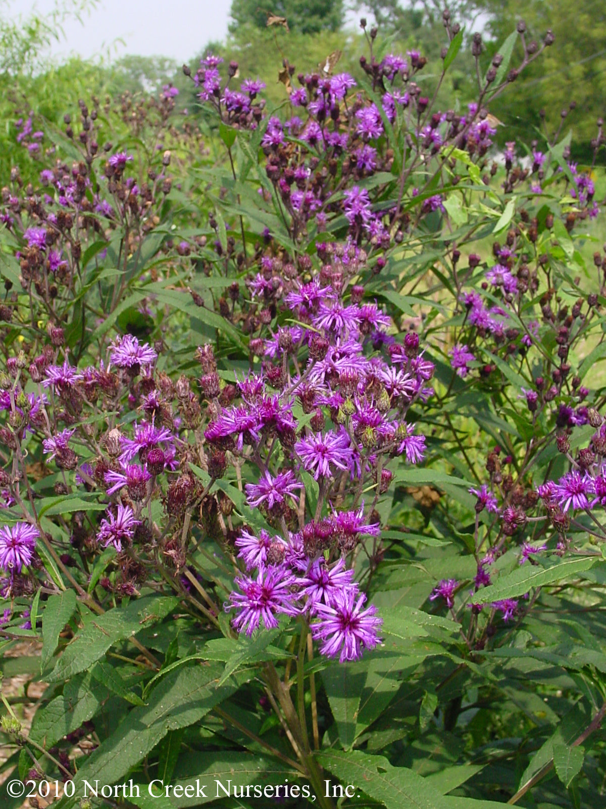 Vernonia noveboracensis New York Ironweed