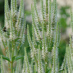 Veronicastrum virginicum Culver's Root