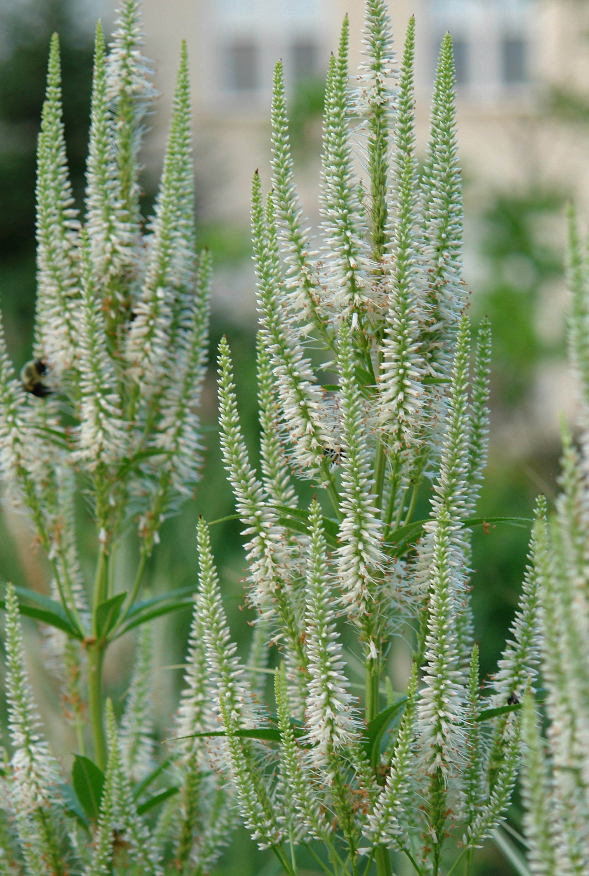 Veronicastrum virginicum Culver's Root