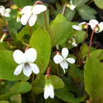 Viola canadensis Canada Violet