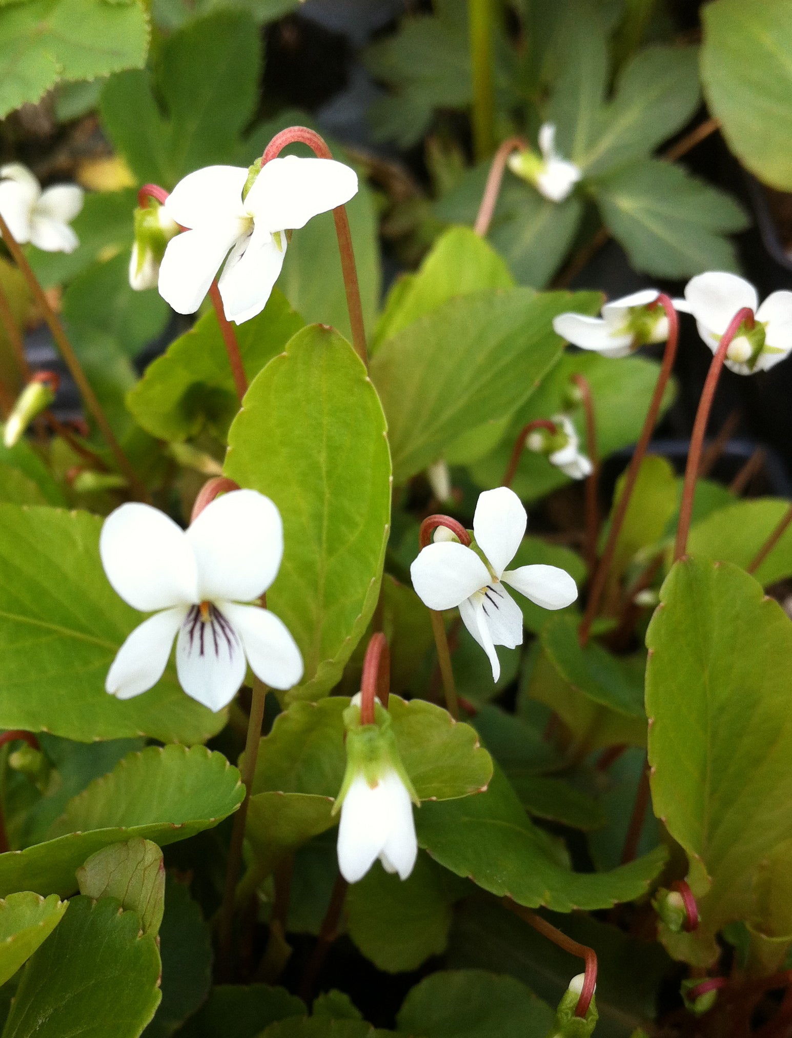 Viola canadensis Canada Violet