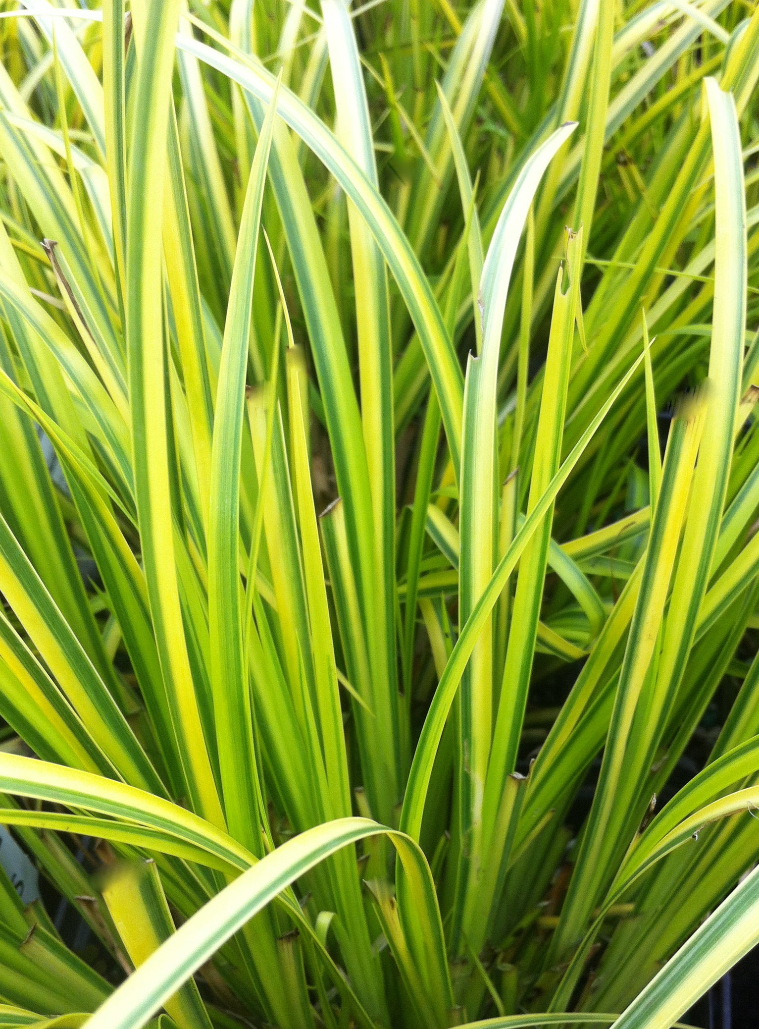 Acorus gramineus Oborozuki Grassy leaved Sweet Flag