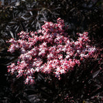 Sambucus nigra Black Lace Eva PP15575, CPBR2633 Black Lace Elderberry