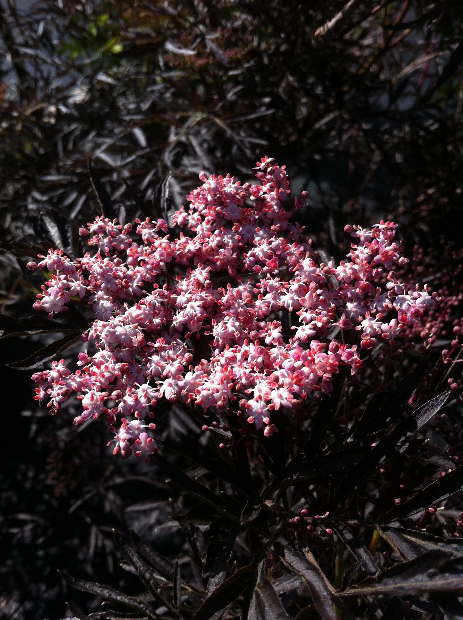 Sambucus nigra Black Lace Eva PP15575, CPBR2633 Black Lace Elderberry