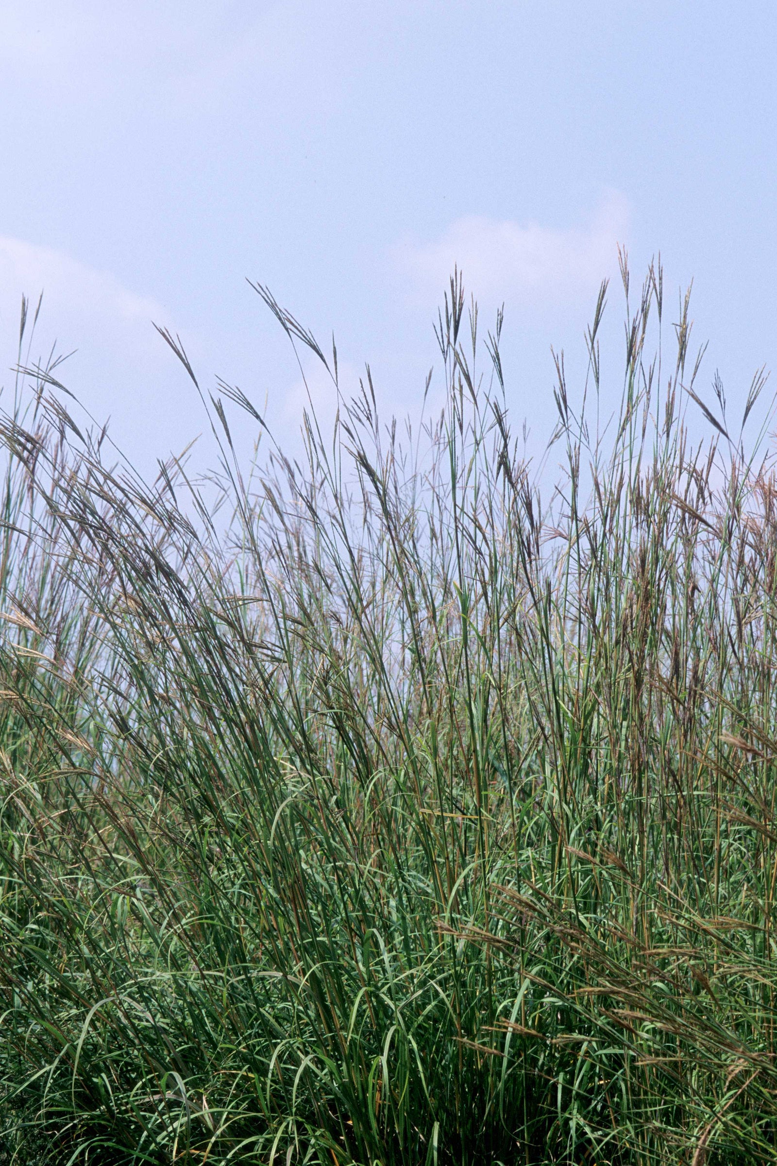 Andropogon gerardii Big Blue Stem