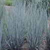 Schizachyrium scoparium Prairie Blues Little Bluestem