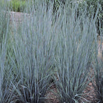 Schizachyrium scoparium Prairie Blues Little Bluestem