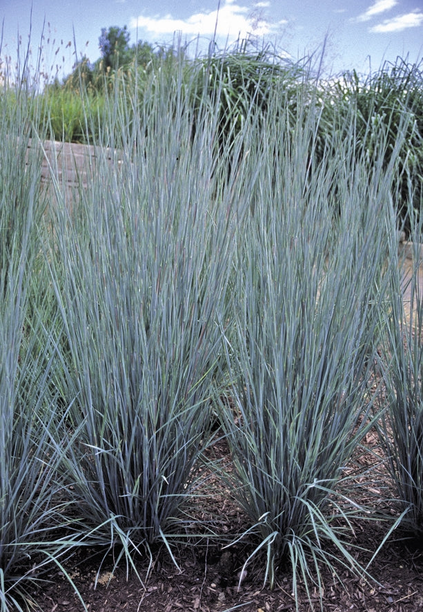 Schizachyrium scoparium Prairie Blues Little Bluestem