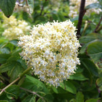 Sambucus pubens Scarlet Elderberry