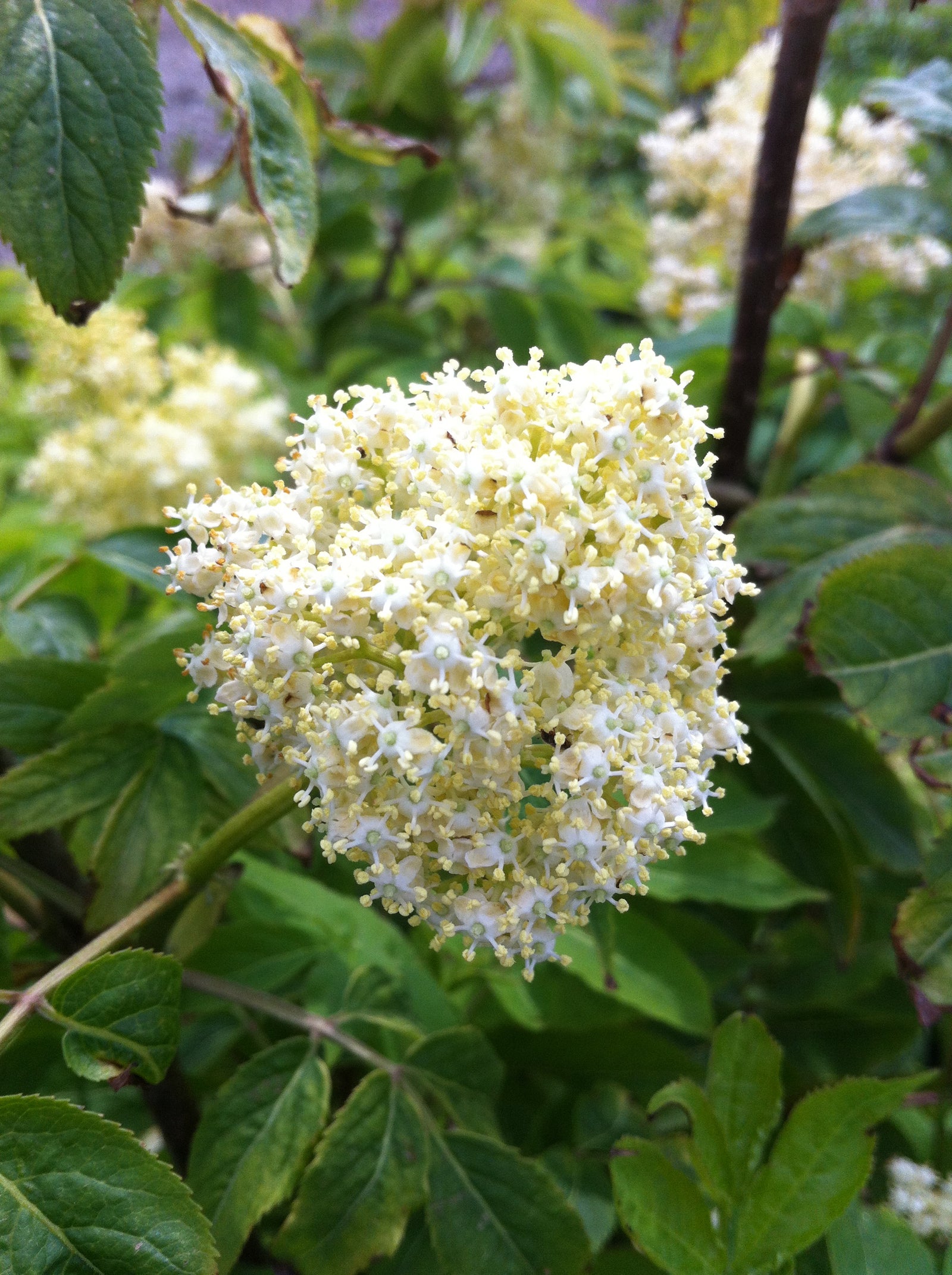 Sambucus pubens Scarlet Elderberry