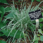 Arrhenatherum elatius bulbosum Variegatum Tuber Oat Grass