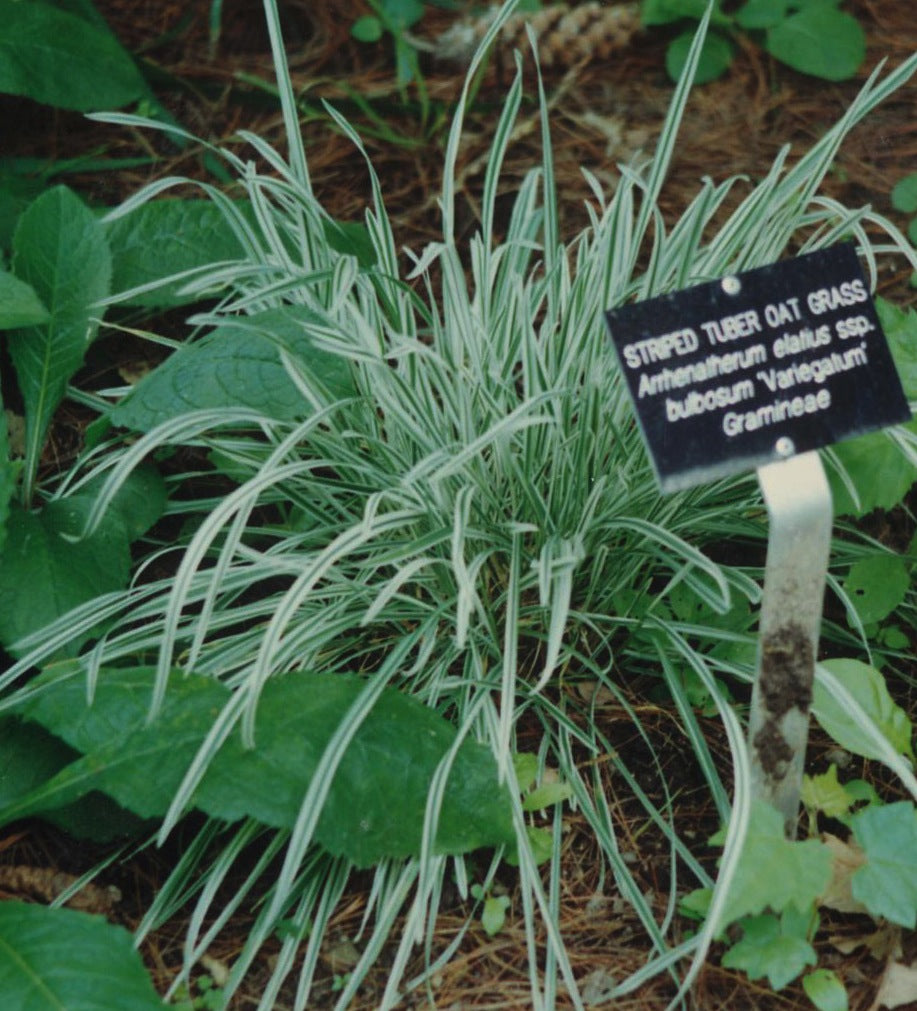 Arrhenatherum elatius bulbosum Variegatum Tuber Oat Grass