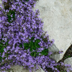 Campanula portenschlagiana Blue Waterfall Camgood PP13161, COPF Blue Waterfall Bellflower