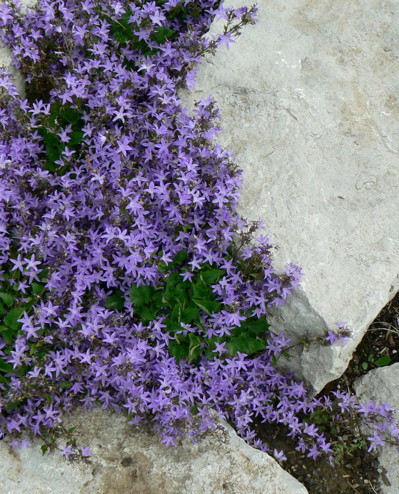 Campanula portenschlagiana Blue Waterfall Camgood PP13161, COPF Blue Waterfall Bellflower