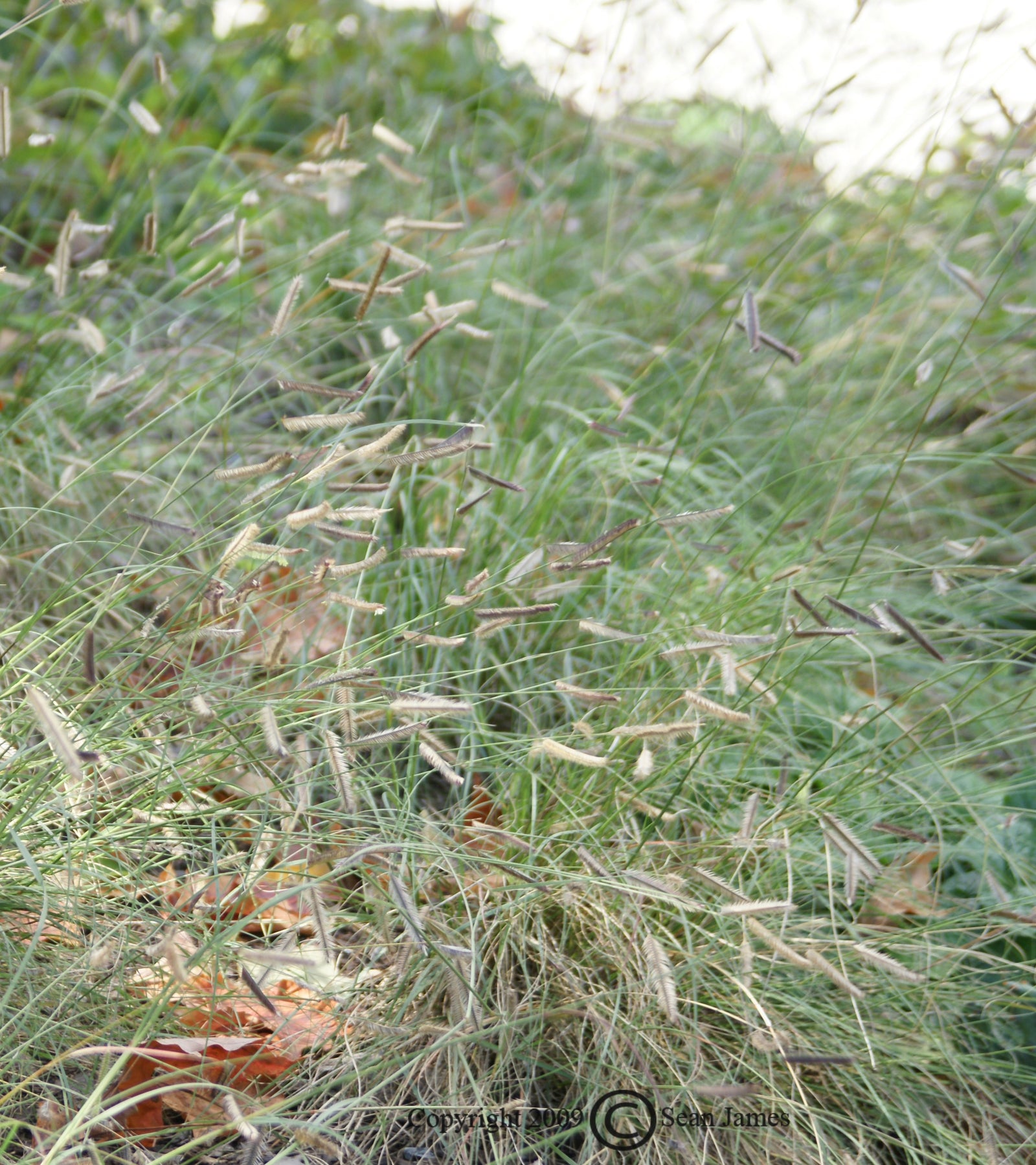 Bouteloua gracilis Blue Grama