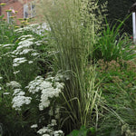 Calamagrostis acutiflora Avalanche Variegated Feather Reed Grass