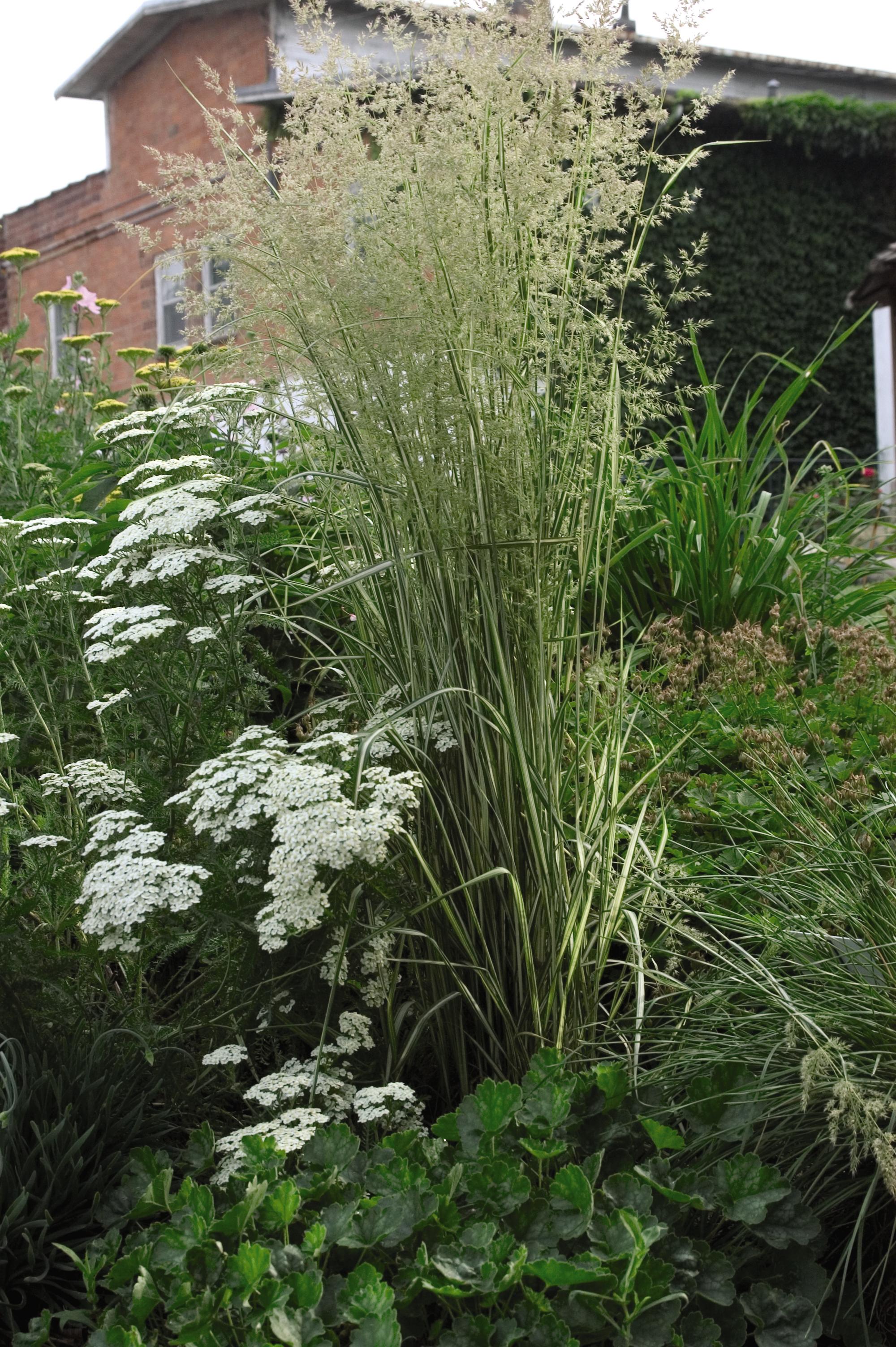 Calamagrostis acutiflora Avalanche Variegated Feather Reed Grass