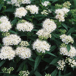 Spiraea albiflora Japanese White Spirea