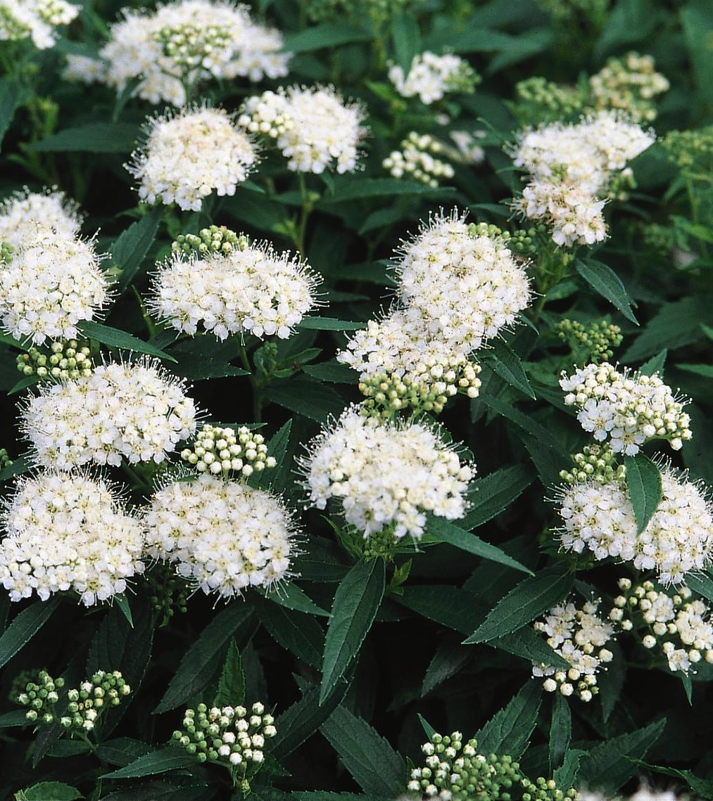 Spiraea albiflora Japanese White Spirea