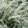 Spiraea x arguta Graciosa Dwarf Garland Spirea