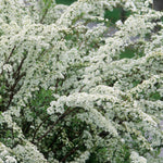 Spiraea x arguta Graciosa Dwarf Garland Spirea