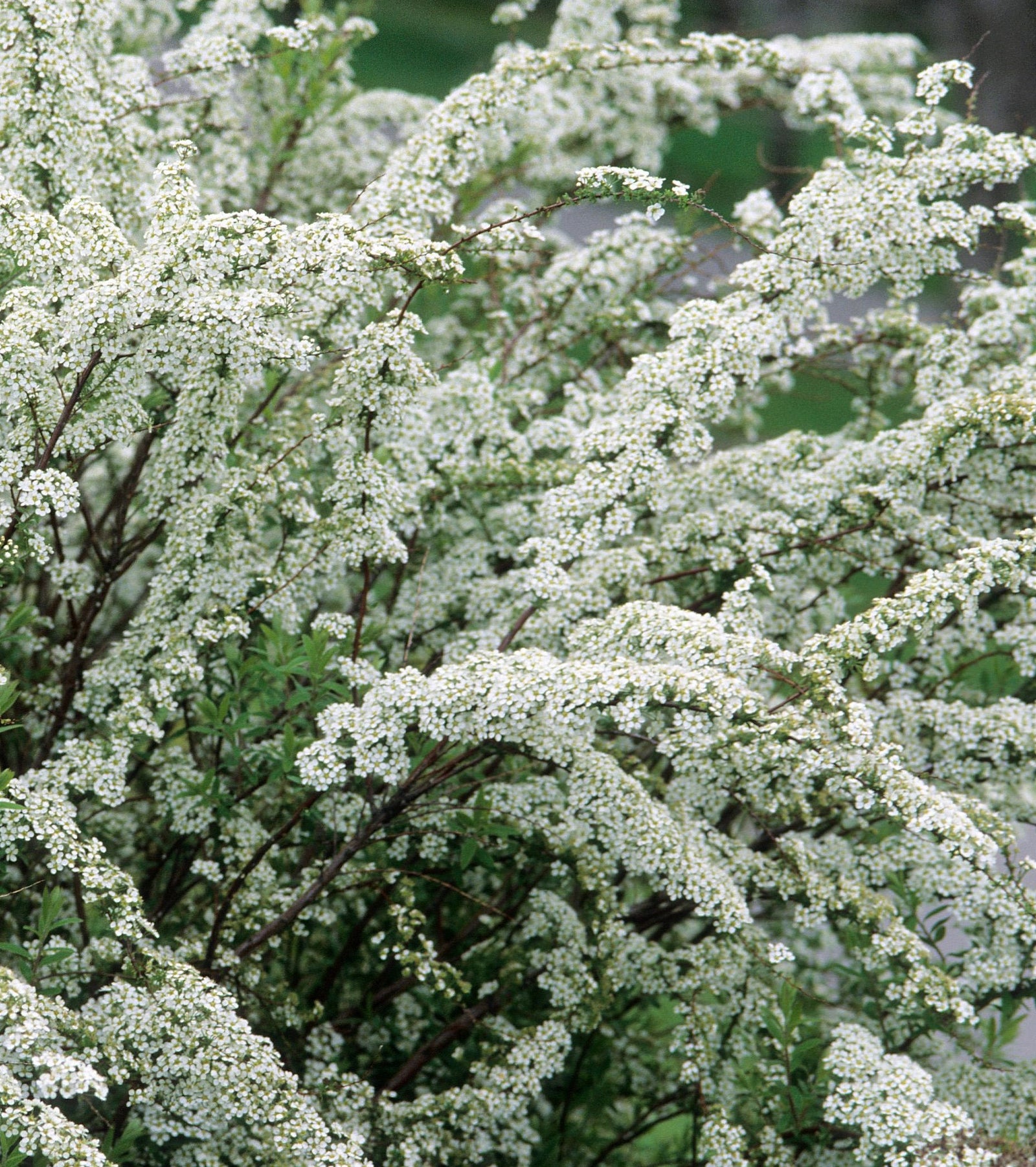 Spiraea x arguta Graciosa Dwarf Garland Spirea