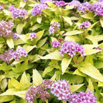 Spiraea x Gold Mound COPF Gold Mound Spirea