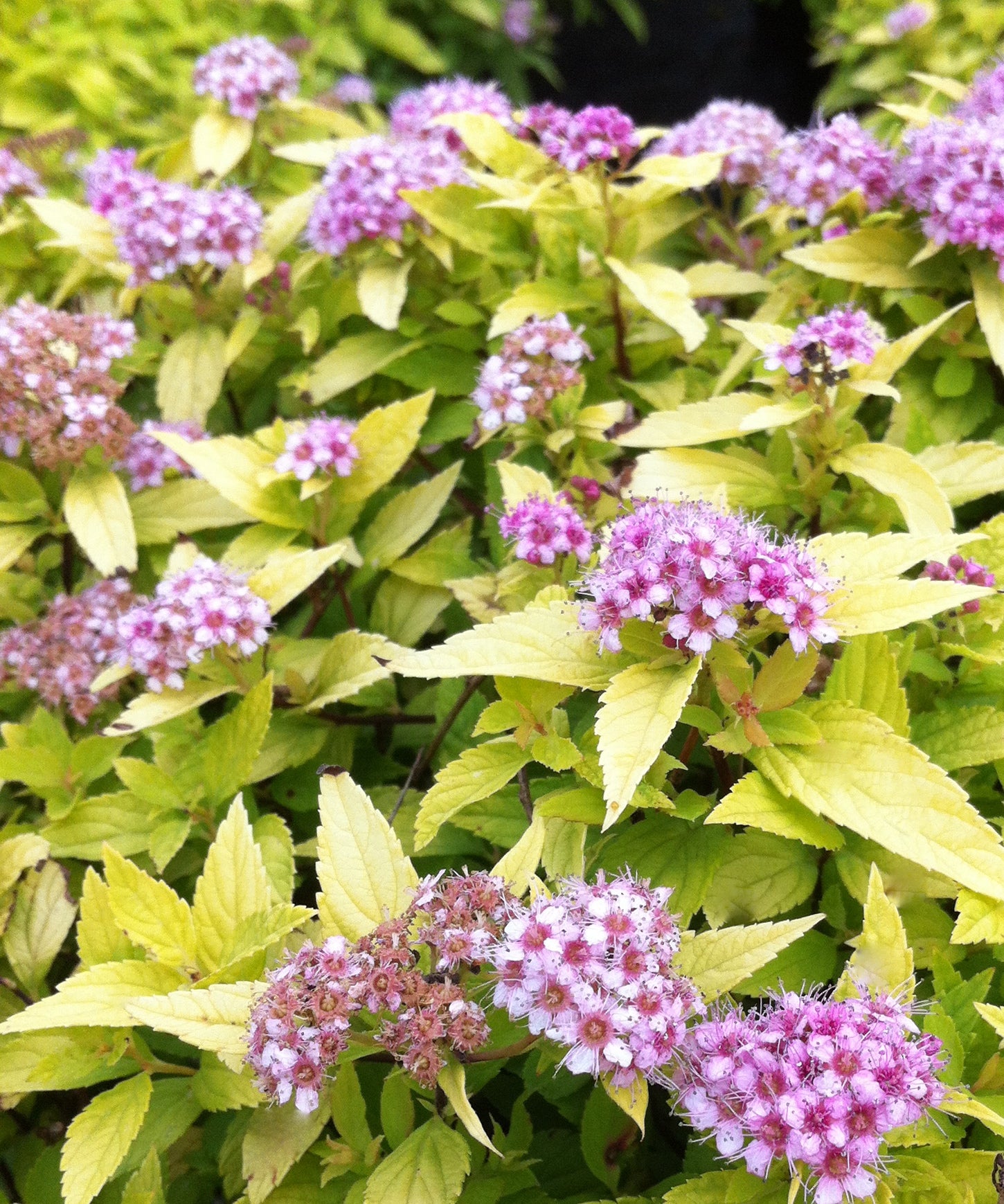 Spiraea x Gold Mound COPF Gold Mound Spirea