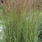 Calamagrostis acutiflora Eldorado PP16486, COPF Feather Reed Grass