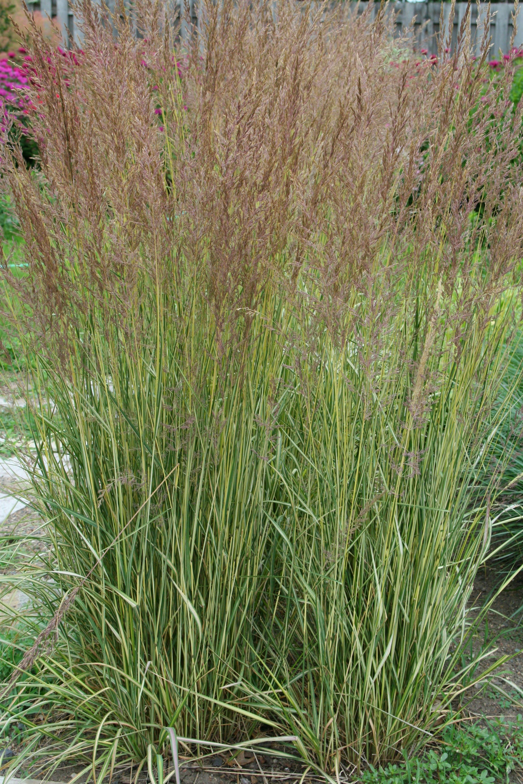 Calamagrostis acutiflora Eldorado PP16486, COPF Feather Reed Grass