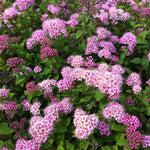 Spiraea japonica Nana Alpine Spirea