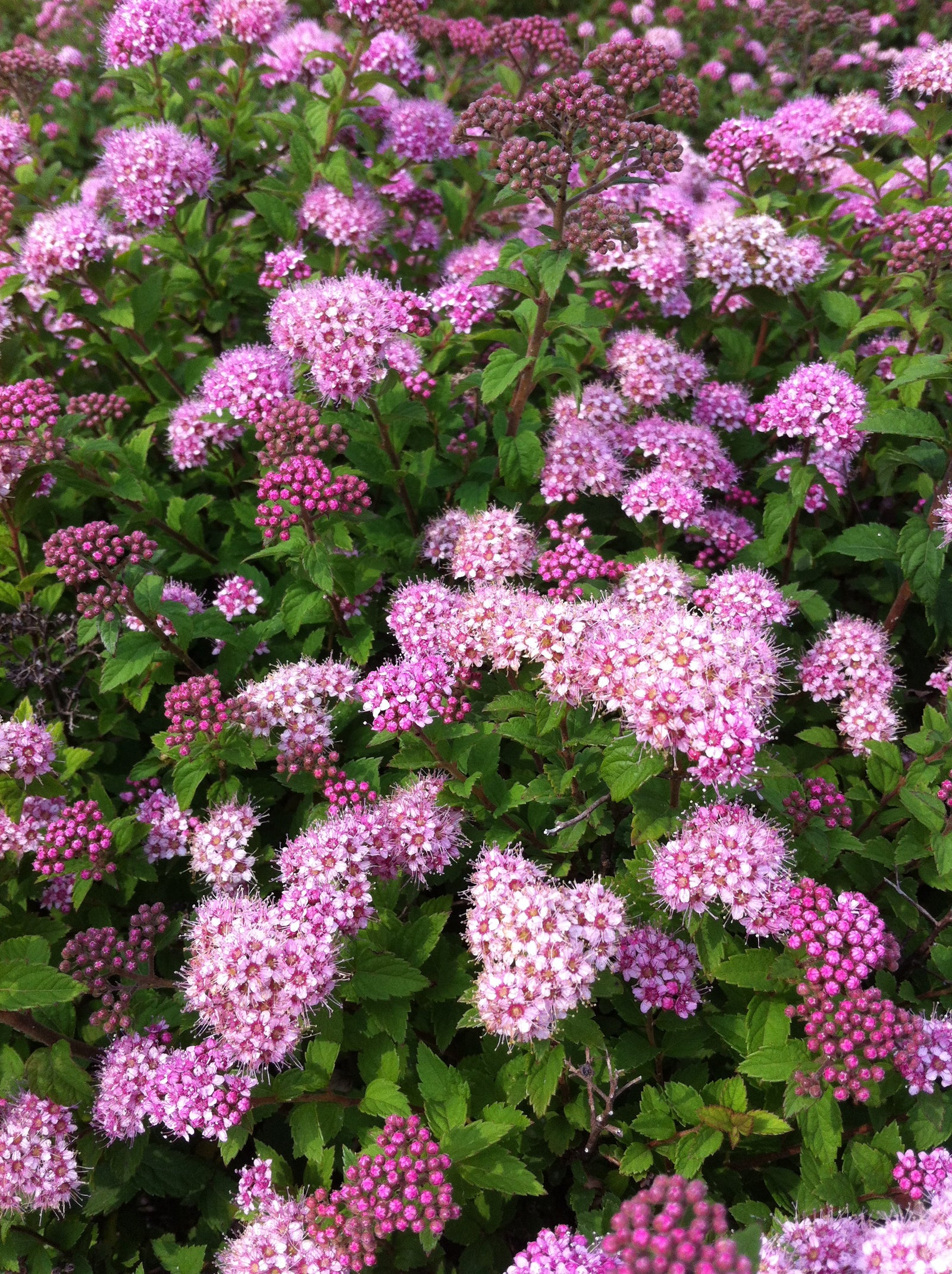 Spiraea japonica Nana Alpine Spirea