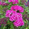 Spiraea japonica Anthony Waterer Anthony Waterer Spirea