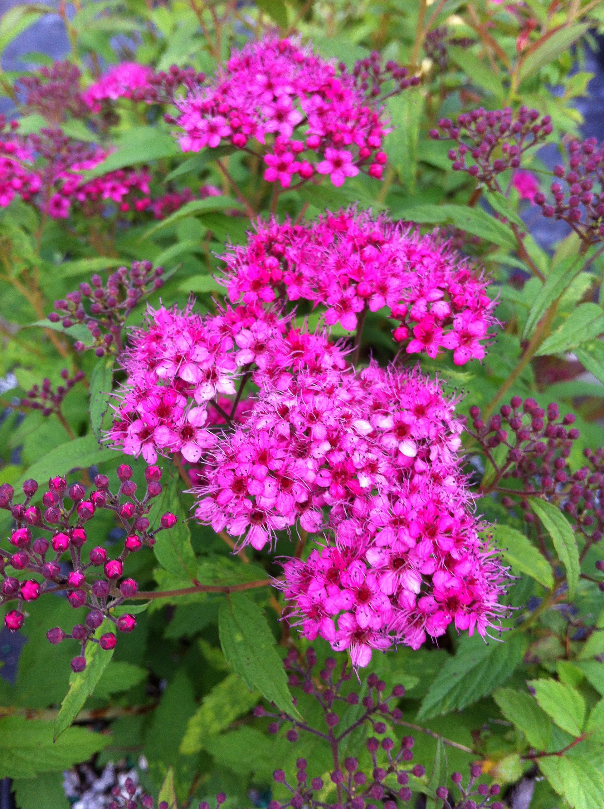 Spiraea japonica Anthony Waterer Anthony Waterer Spirea