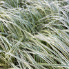 Calamagrostis acutiflora Overdam Variegated Feather Reed Grass