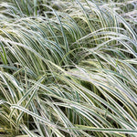 Calamagrostis acutiflora Overdam Variegated Feather Reed Grass