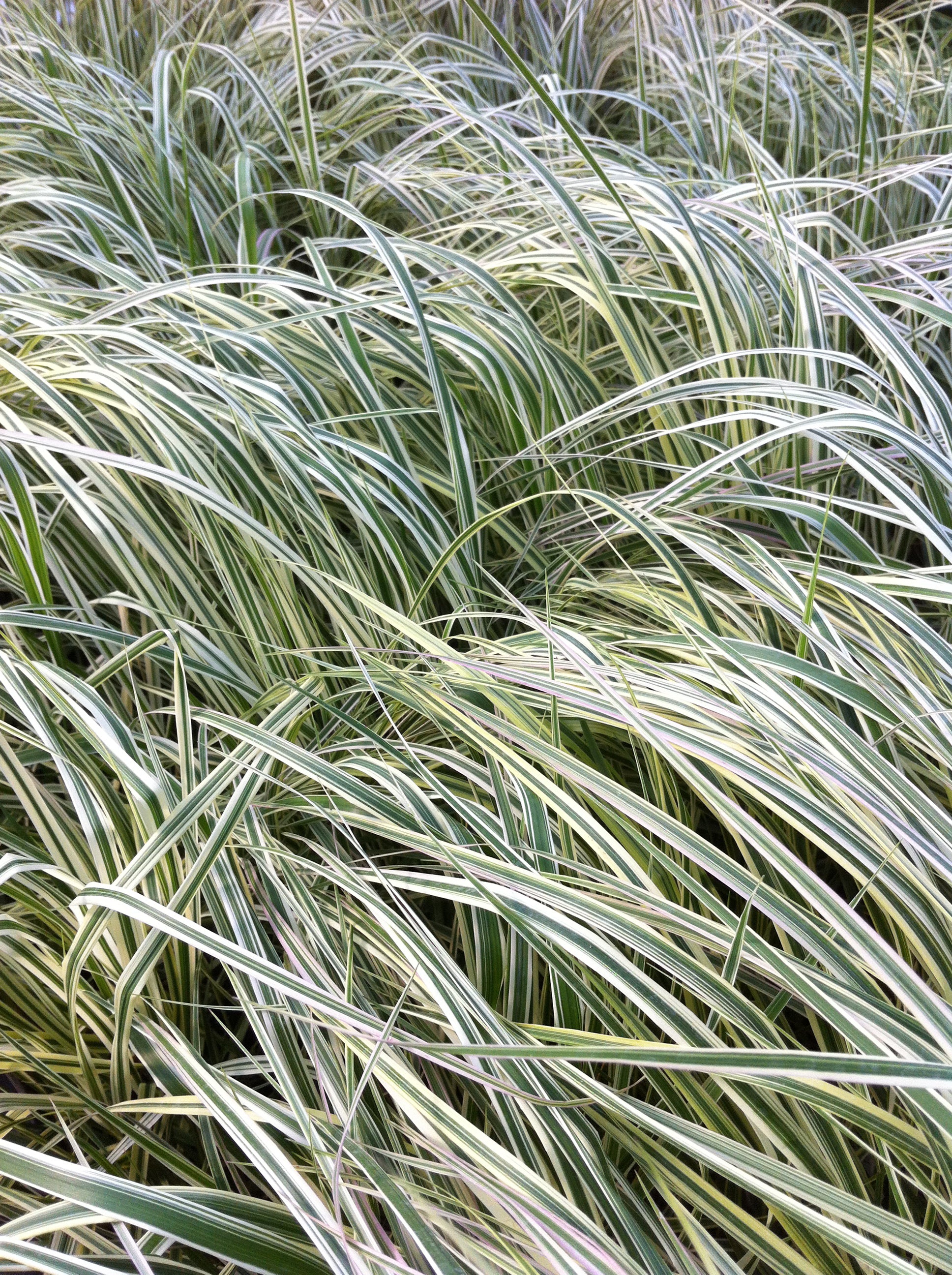 Calamagrostis acutiflora Overdam Variegated Feather Reed Grass