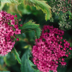 Spiraea japonica Crispa Crisp Leaf Spirea