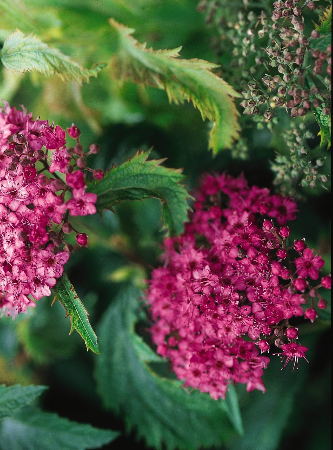 Spiraea japonica Crispa Crisp Leaf Spirea