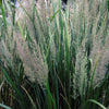 Calamagrostis brachytricha Autumn Feather Reed Grass