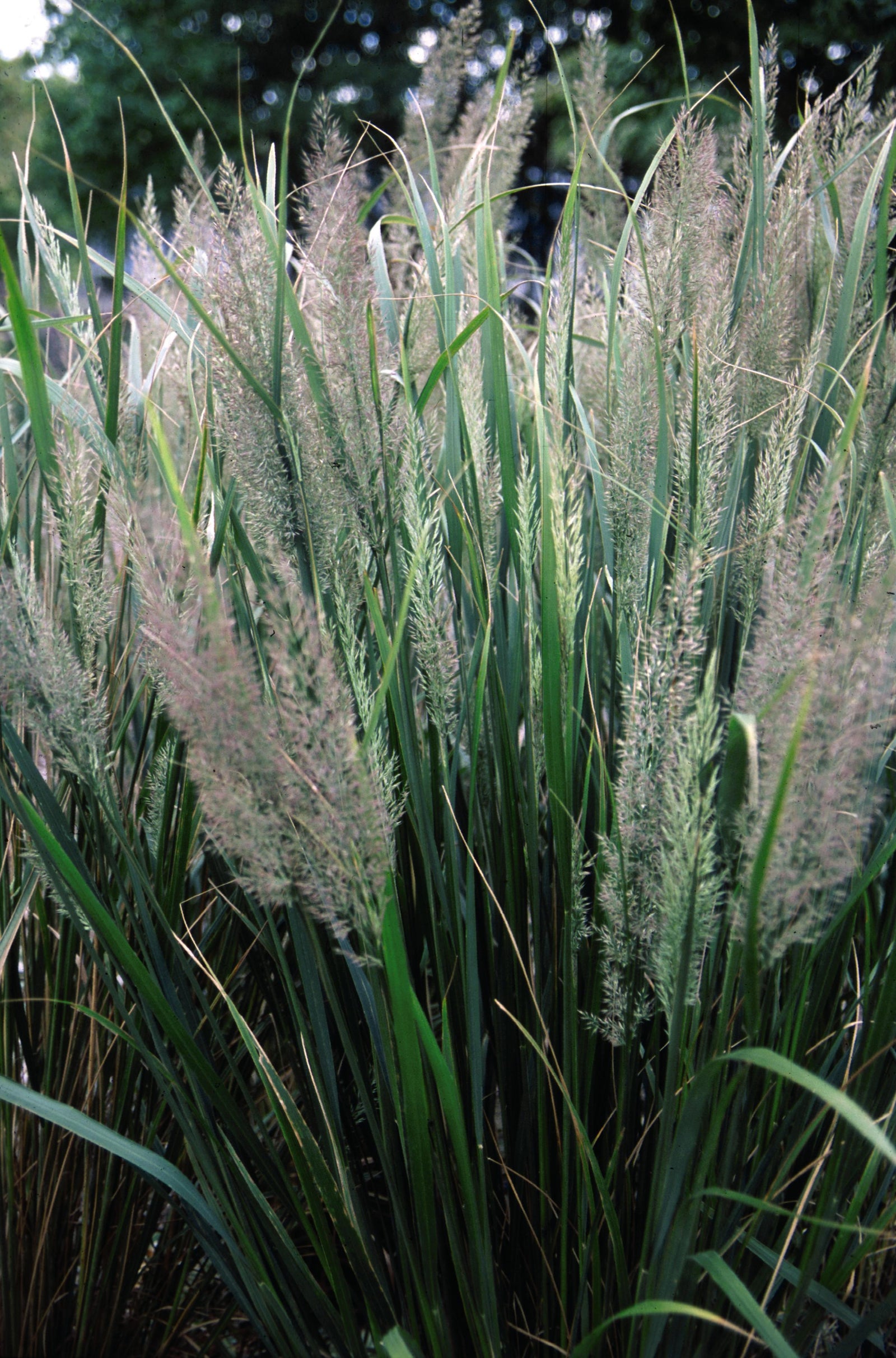 Calamagrostis brachytricha Autumn Feather Reed Grass