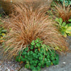 Carex buchananii Red Fox Sedge