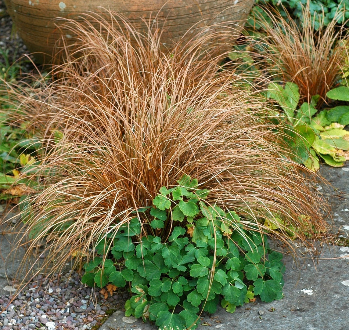 Carex buchananii Red Fox Sedge