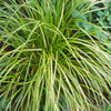 Carex dolichostachya Gold Fountains Kaga nishiki Gold Fountains Sedge