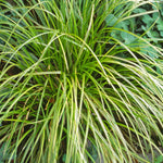 Carex dolichostachya Gold Fountains Kaga nishiki Gold Fountains Sedge